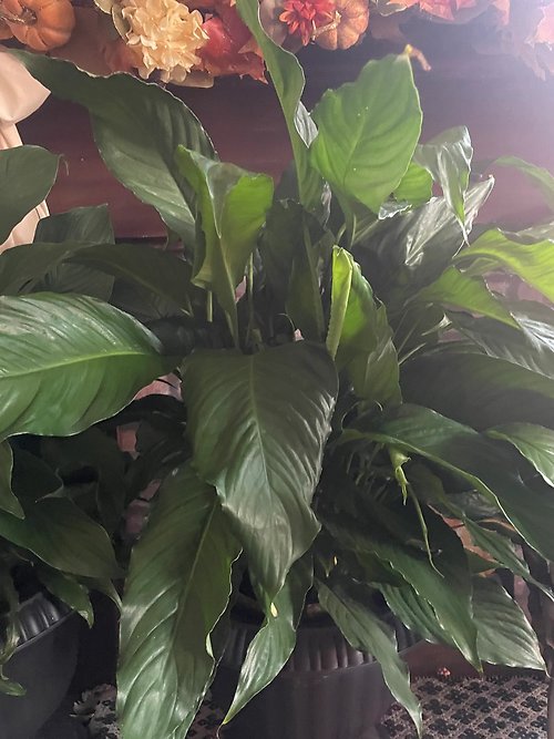 Large Peace Lily