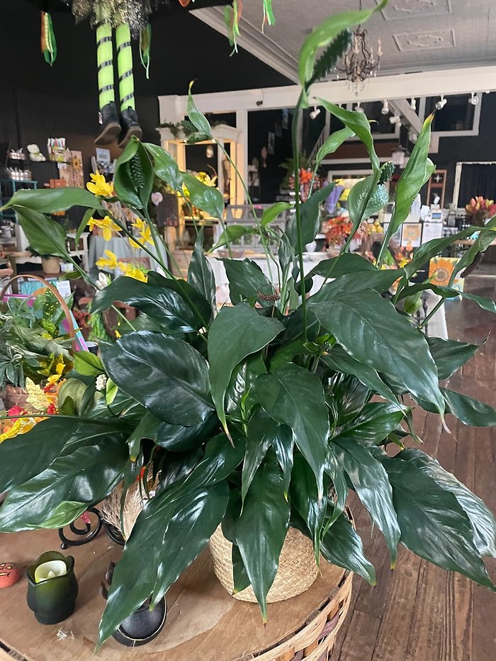 Peace Lily Small 