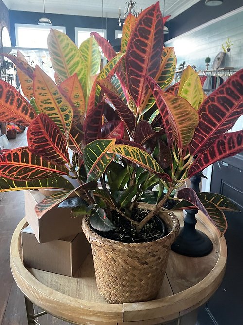 Croton Small 