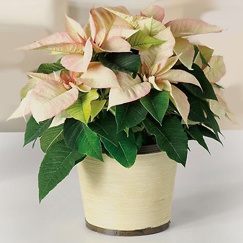 Poinsettia - Cream