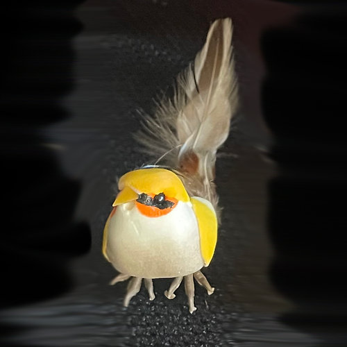 Bird Pic
