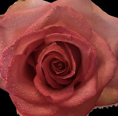 Single Rose with Greenery in a Bud Vase