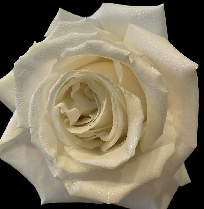 Half Dozen White Roses with Greenery in a Vase