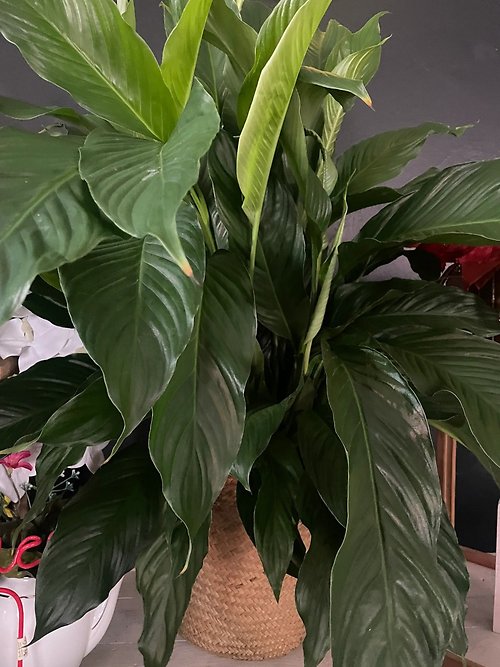 Peace Lily Medium 