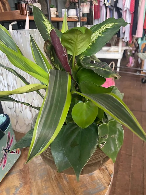 Plants- Small Sympathy Garden