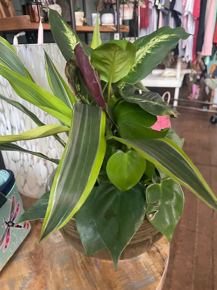 Plants- Small Sympathy Garden