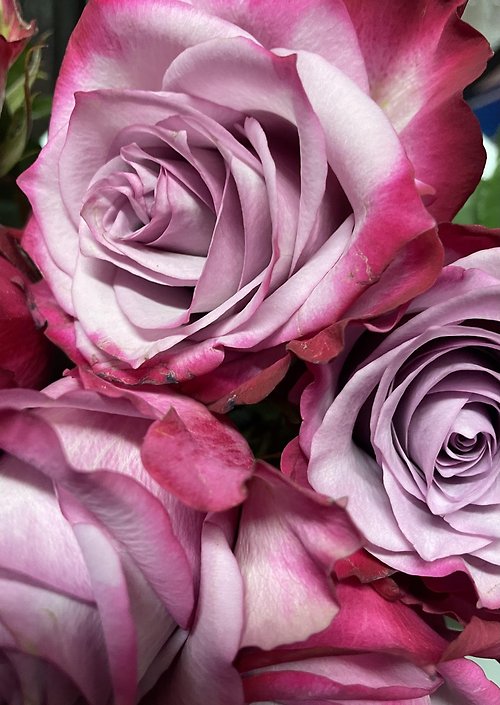 Half Dozen Purple Roses with Greenery in a Vase