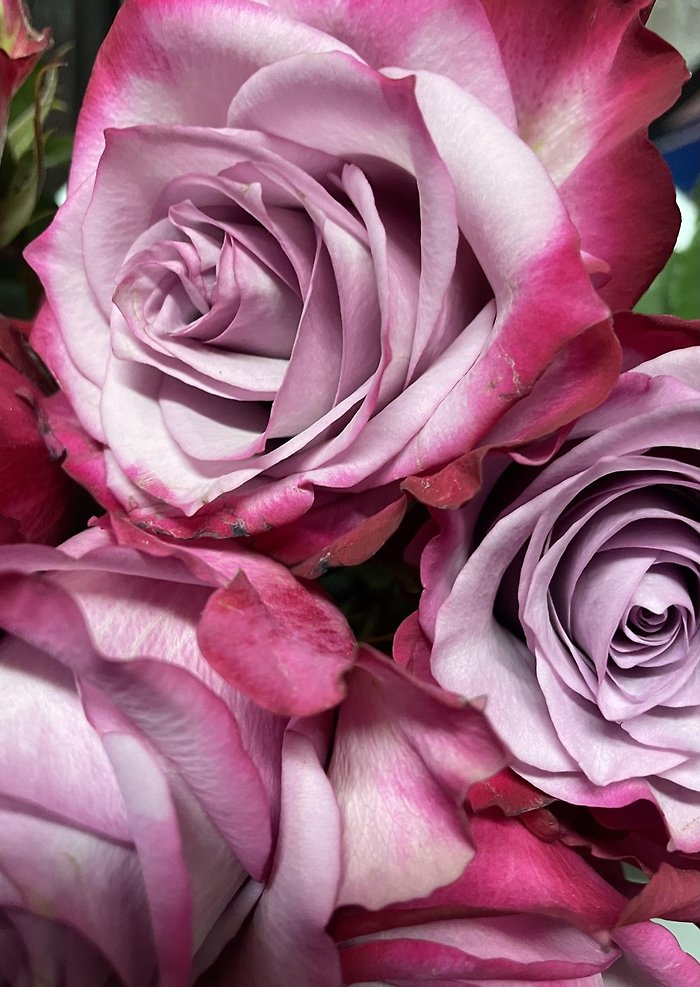 Half Dozen Purple Roses with Greenery in a Vase