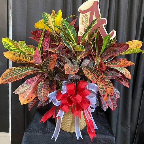 Croton Medium