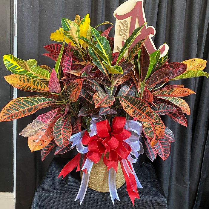 Croton Medium