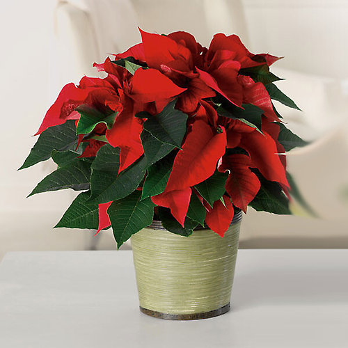 Poinsettia - Red