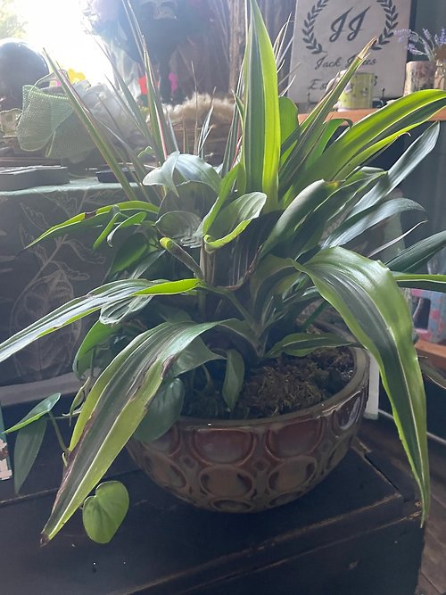 Medium Sympathy Garden