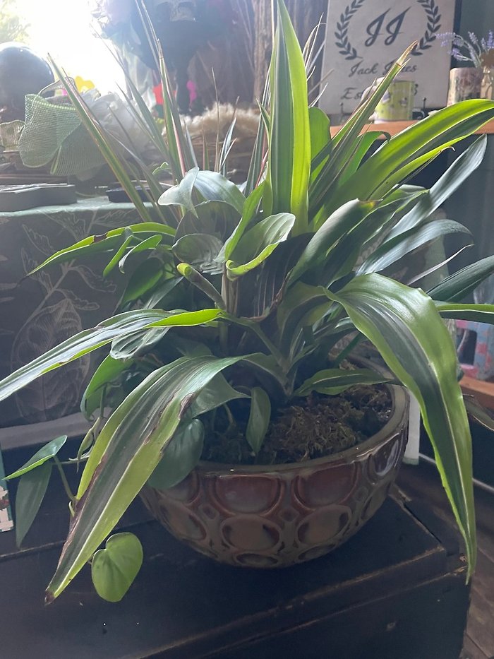 Medium Sympathy Garden